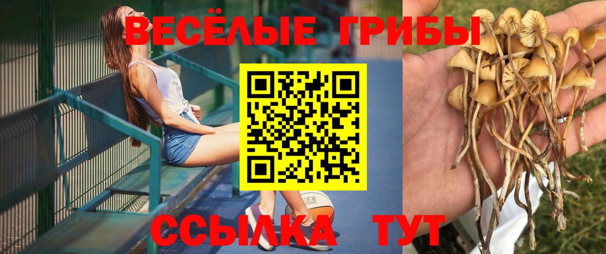 Псилоцибиновые грибы Cubensis  Вход с VPN  Торжок  Галлюциногенные грибы MAGIC MUSHROOMS 